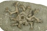 Carboniferous Fossil Coral (Cladochonus) -Crawfordsville, Indiana #310194-1